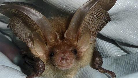 Bat Ecology and Surveying (Foundation Level)
