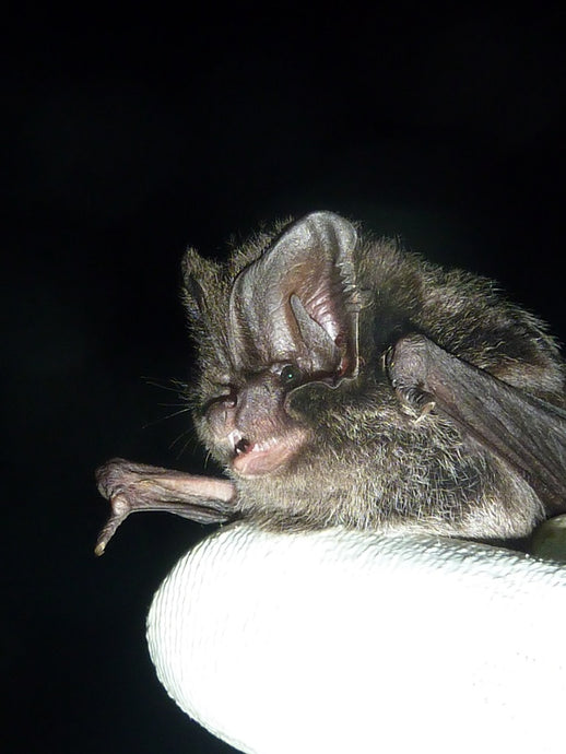 Bat Surveying and Data Analysis (THEORY & FIELD COURSE): Friday 20th August 2021