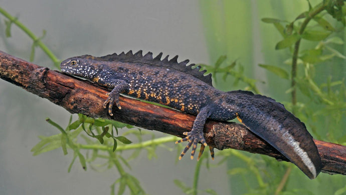 Great Crested Newt Ecology and Surveying (Foundation Level)